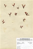 藏品(異色角叉菜)的圖片